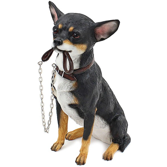 Black Chihuahua Holding A Lead