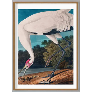 Whooping Crane Vintage Print