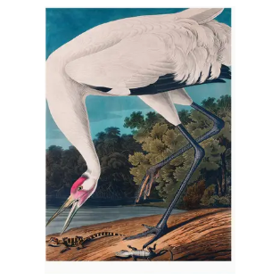 Whooping Crane Vintage Print