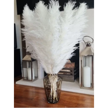 Pampas Grass Large black Fluffy Dried pampas arrangement